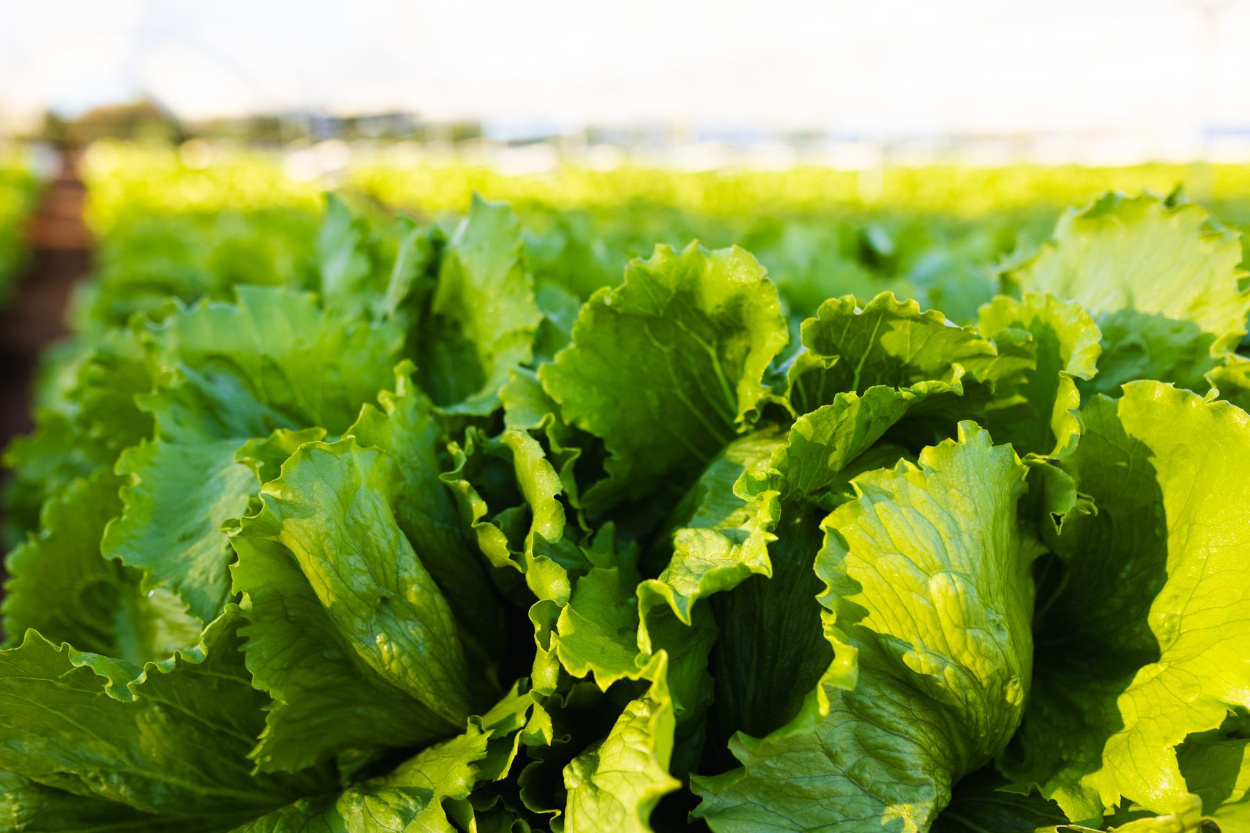 Rows of lettuce growing under cover