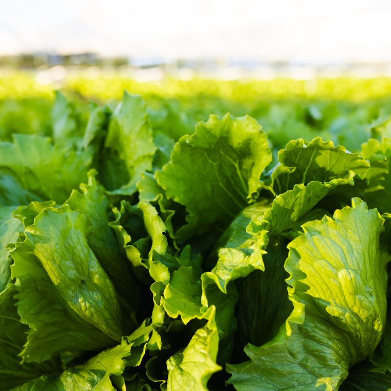 Rows of green lettuce growing under glass