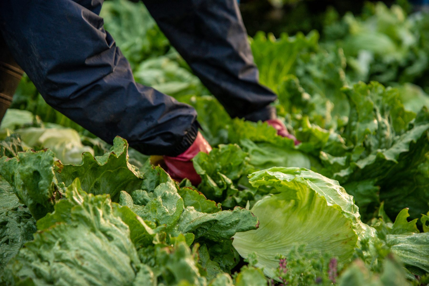 Gloved hands cutting a head of lettuce in a field