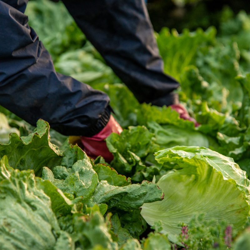 Gloved hands cutting a head of lettuce in a field