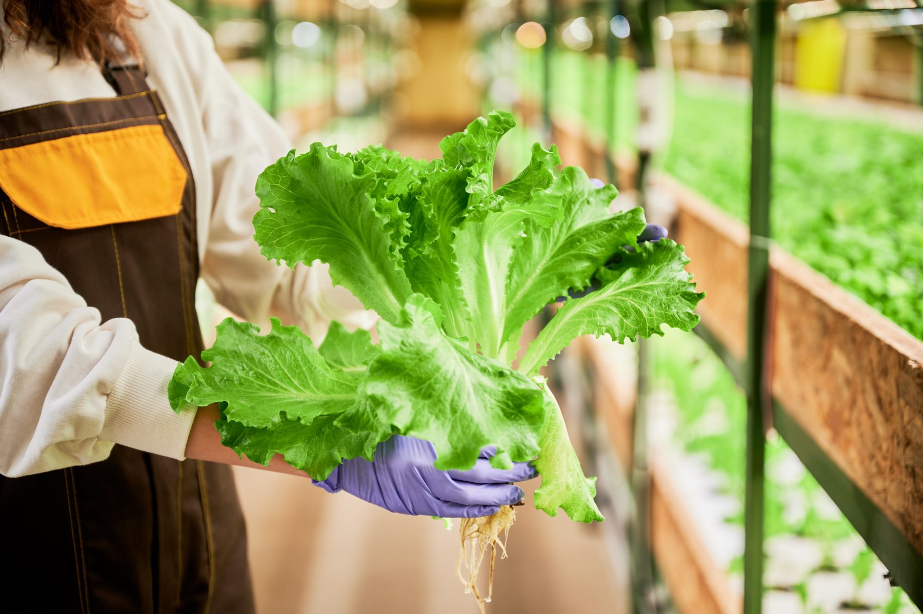 A grower holding a freshly harvested head of lettuce